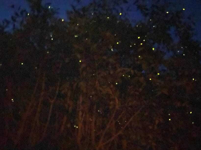 Kuala Lumpur: Kuala Selangor Fireflies and Blue Tears Tour - Blue Tears are a bonus, not a guarantee