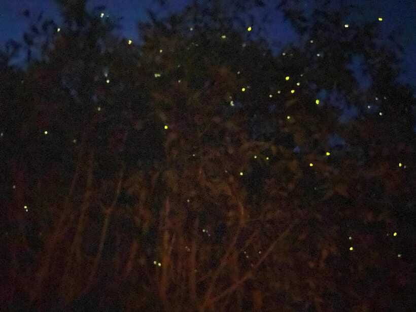 Kuala Lumpur: Kuala Selangor Fireflies and Blue Tears Tour - Is $79 good value for this evening out?
