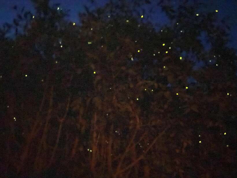 Kuala Lumpur: Kuala Selangor Fireflies and Blue Tears Tour - Monkeys add a lively, unpredictable stop
