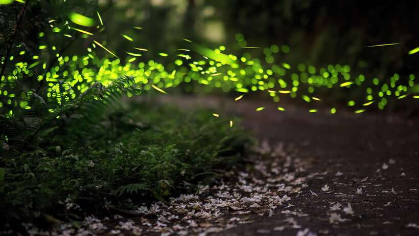 Kuala Lumpur: Kuala Selangor Firefly Tour and Dinner - The evening at a glance