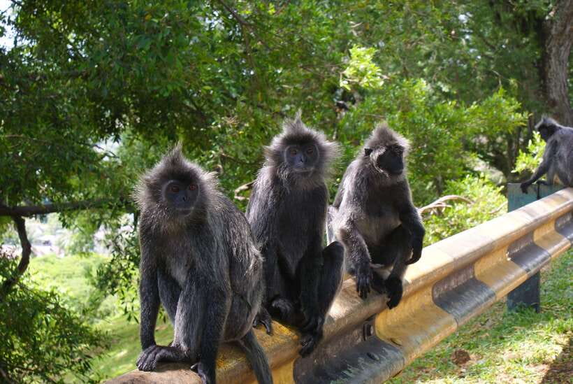 Kuala Lumpur: Kuala Selangor Firefly Tour and Dinner - What $106 buys you