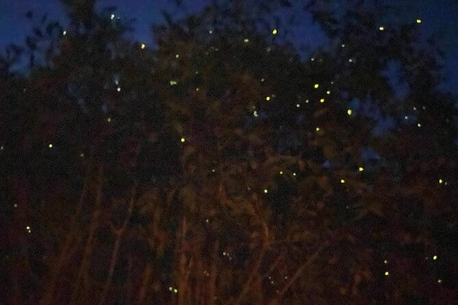 Kuala Selangor Fireflies and Blue Tears Tour with Dinner (SIC) - From Kuala Lumpur to Bukit Melawati