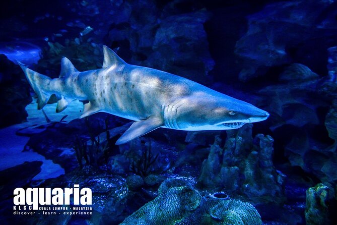 Malaysia: Aquaria KLCC Entry Ticket - Who will enjoy Aquaria KLCC?