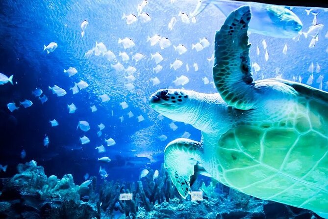 Malaysia: Aquaria KLCC Entry Ticket - How long to allow