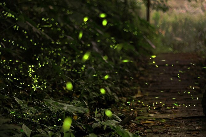 Mystical Nights: Fireflies & Blue Tears Adventure - Kuala Selangor seafood stop: dinner is on you