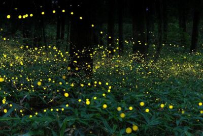 Nature’s Wonders: Kuala Selangor Fireflies & Hot Springs Tour