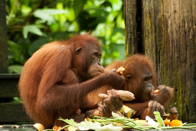 Orang Utan Island and Perak Tong Cave From Kuala Lumpur - The Orangutans Are the Main Event