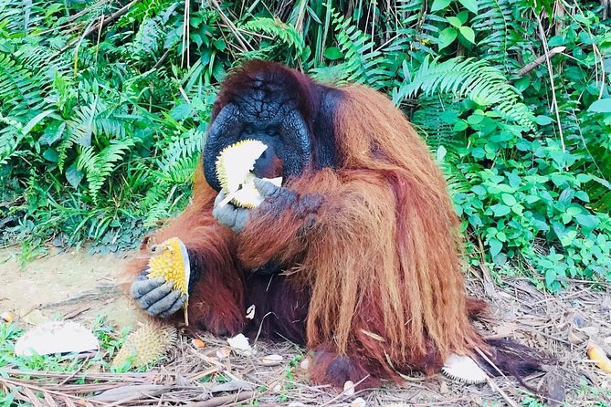 Orang Utan Island and Perak Tong Cave Temple Day Tour from Kuala Lumpur - What the $132 price covers