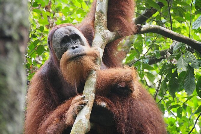 Orang Utan Island and Perak Tong Cave Temple Day Tour from Kuala Lumpur - Who will enjoy this day trip