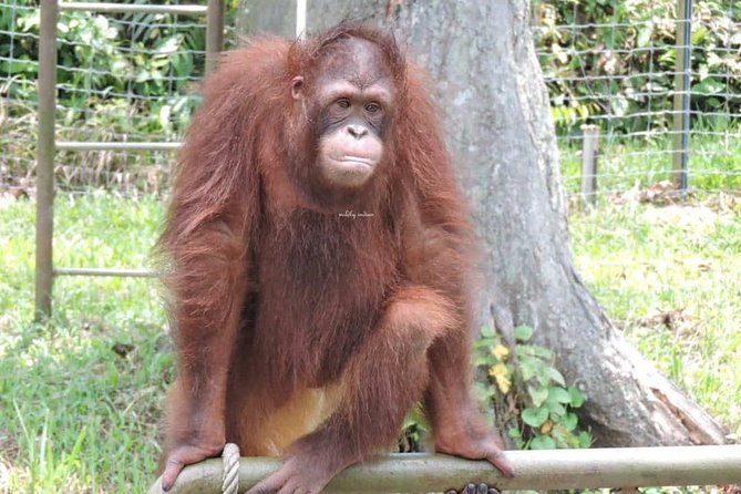 Orang Utan Island and Perak Tong Cave Temple Day Tour from Kuala Lumpur - Before you go