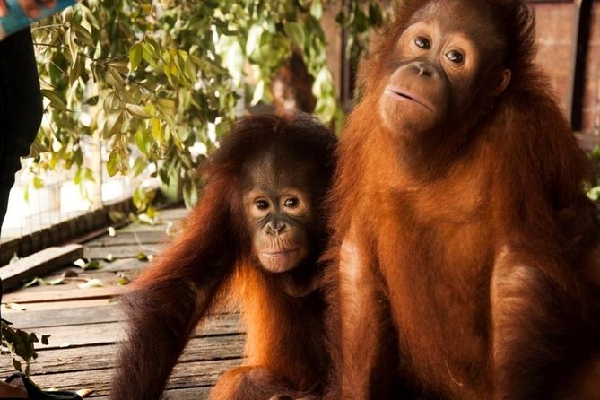 Orang Utan Island and Perak Tong Cave Temple Day Tour from Kuala Lumpur - Taking the ferry to Orang Utan Island