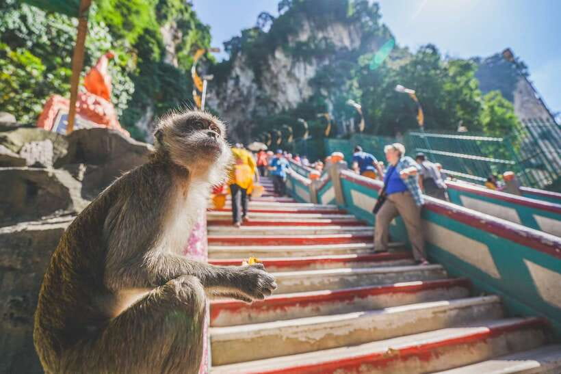 Private KL City Tour with Petronas Twin Towers & Batu Caves - Petronas Towers: the city from above