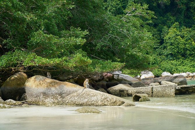 Silver Leaf Monkeys and Firefly Tour with Boat Ride and Seafood Dinner - Timing, comfort and practical details