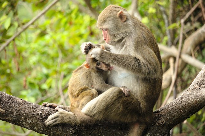 Silver Leaf Monkeys and Firefly Tour with Boat Ride and Seafood Dinner - FAQ
