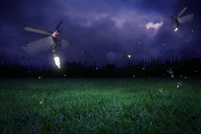 Twinkling Kuala Selangor Firefly Boat Tour from Kuala Lumpur - From Kuala Lumpur to Kuala Selangor