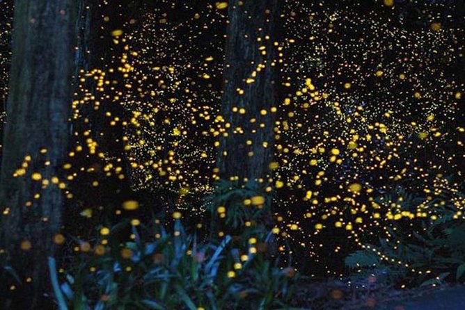 Twinkling Kuala Selangor Firefly Boat Tour from Kuala Lumpur - Should you book this tour?